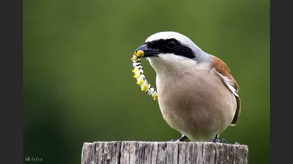 Kızılsırtlı örümcekkuşu » Red-backed Shrike » Lanius collurio