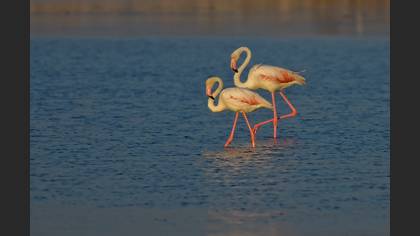 Flamingo