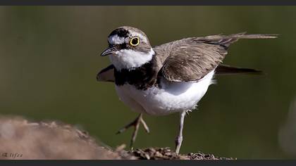 Halkalı küçük cılıbıt » Little Ringed Plover » Charadrius dubius
