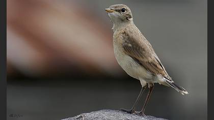 Boz kuyrukkakan » Isabelline Wheatear » Oenanthe isabellina