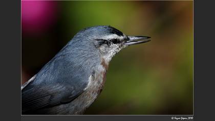 Anadolu sıvacısı » Krüper`s Nuthatch » Sitta krueperi