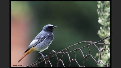 Kara kızılkuyruk » Black Redstart » Phoenicurus ochruros