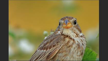 Tarla kirazkuşu » Corn Bunting » Emberiza calandra