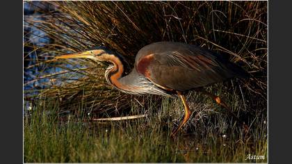 Erguvani balıkçıl » Purple Heron » Ardea purpurea