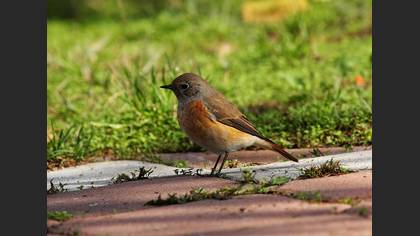 Kızılkuyruk » Common Redstart » Phoenicurus phoenicurus