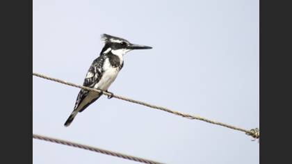 Alaca yalıçapkını » Pied Kingfisher » Ceryle rudis