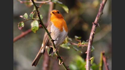 Kızılgerdan » European Robin » Erithacus rubecula