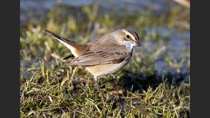 Mavigerdan » Bluethroat » Luscinia svecica