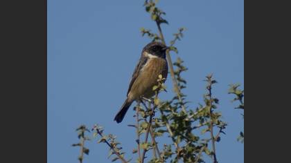 Taşkuşu » European Stonechat » Saxicola rubicola