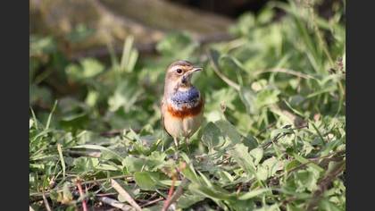Mavigerdan » Bluethroat » Luscinia svecica