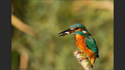 Yalıçapkını » Common Kingfisher » Alcedo atthis