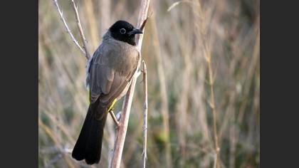 Arapbülbülü » White-spectacled Bulbul » Pycnonotus xanthopygos