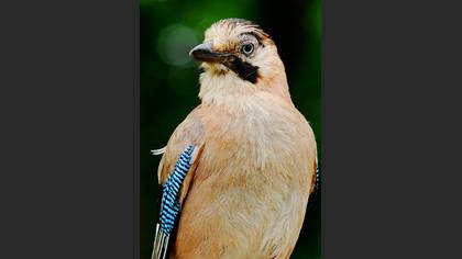 Alakarga » Eurasian Jay » Garrulus glandarius
