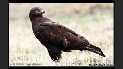 Kızıl şahin » Long-legged Buzzard » Buteo rufinus
