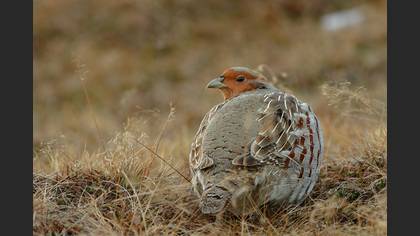 Çilkeklik