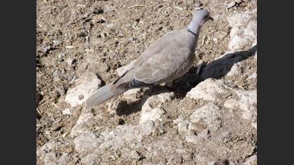 Kumru » Eurasian Collared Dove » Streptopelia decaocto