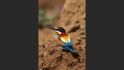 Arıkuşu » European Bee-eater » Merops apiaster