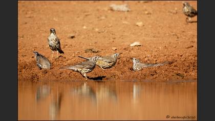 Ökse ardıcı » Mistle Thrush » Turdus viscivorus