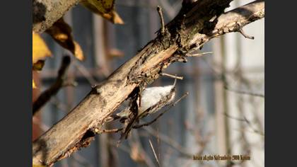 Bahçe tırmaşıkkuşu » Short-toed Treecreeper » Certhia brachydactyla