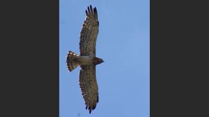 Yılan kartalı » Short-toed Snake Eagle » Circaetus gallicus