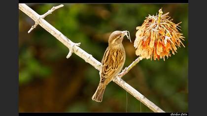 Serçe » House Sparrow » Passer domesticus