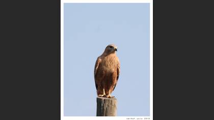 Kızıl şahin » Long-legged Buzzard » Buteo rufinus