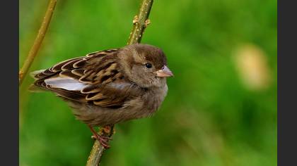 Serçe » House Sparrow » Passer domesticus