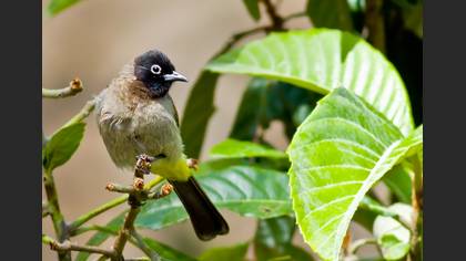 Arapbülbülü » White-spectacled Bulbul » Pycnonotus xanthopygos