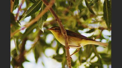 Söğütbülbülü » Willow Warbler » Phylloscopus trochilus
