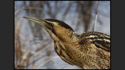 Balaban » Eurasian Bittern » Botaurus stellaris