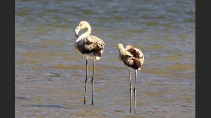 Flamingo