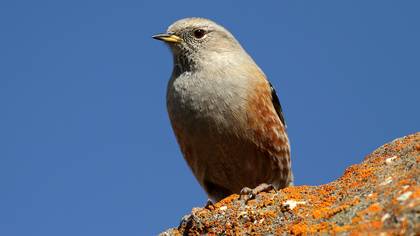 Büyük dağbülbülü