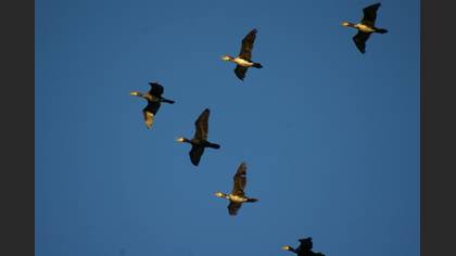 Karabatak » Great Cormorant » Phalacrocorax carbo