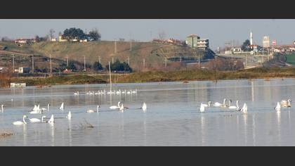 Kuğu