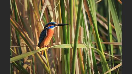 Yalıçapkını » Common Kingfisher » Alcedo atthis