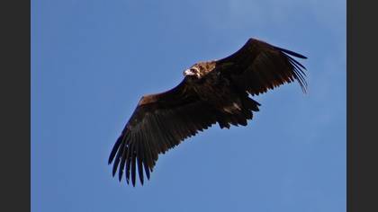 Kara akbaba