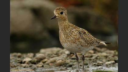 Altın yağmurcun