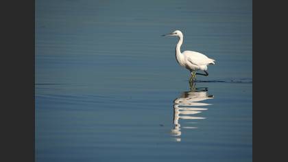 Küçük ak balıkçıl » Little Egret » Egretta garzetta