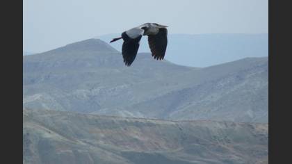 Gri balıkçıl » Grey Heron » Ardea cinerea