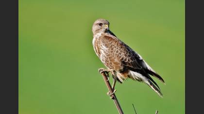 Şahin » Common Buzzard » Buteo buteo