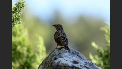 Kızıl kirazkuşu