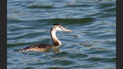 Bahri » Great Crested Grebe » Podiceps cristatus
