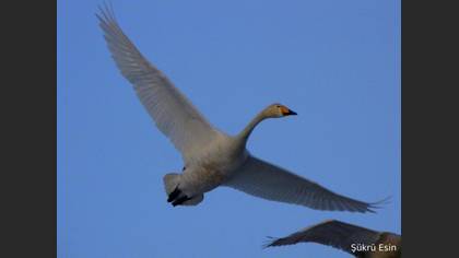 Ötücü kuğu » Whooper Swan » Cygnus cygnus