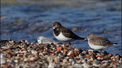 Taşçeviren » Ruddy Turnstone » Arenaria interpres