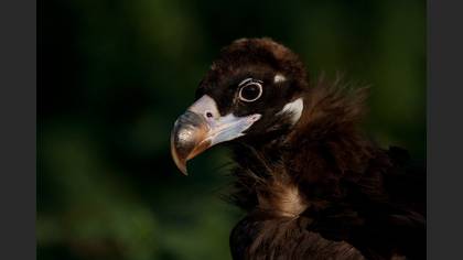 Kara akbaba » Cinereous Vulture » Aegypius monachus