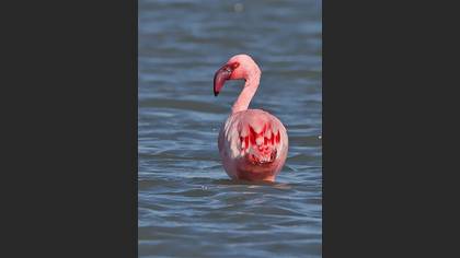Küçük flamingo