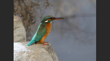 Yalıçapkını » Common Kingfisher » Alcedo atthis