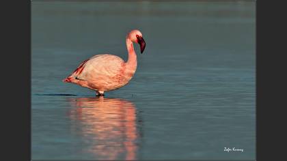 Küçük flamingo