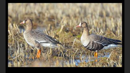 Sakarca » Greater White-fronted Goose » Anser albifrons