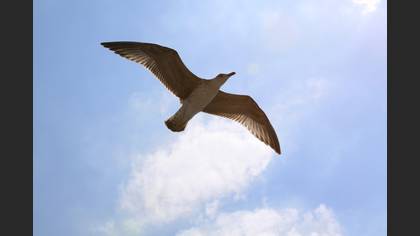Gümüş martı » Yellow-legged Gull » Larus michahellis